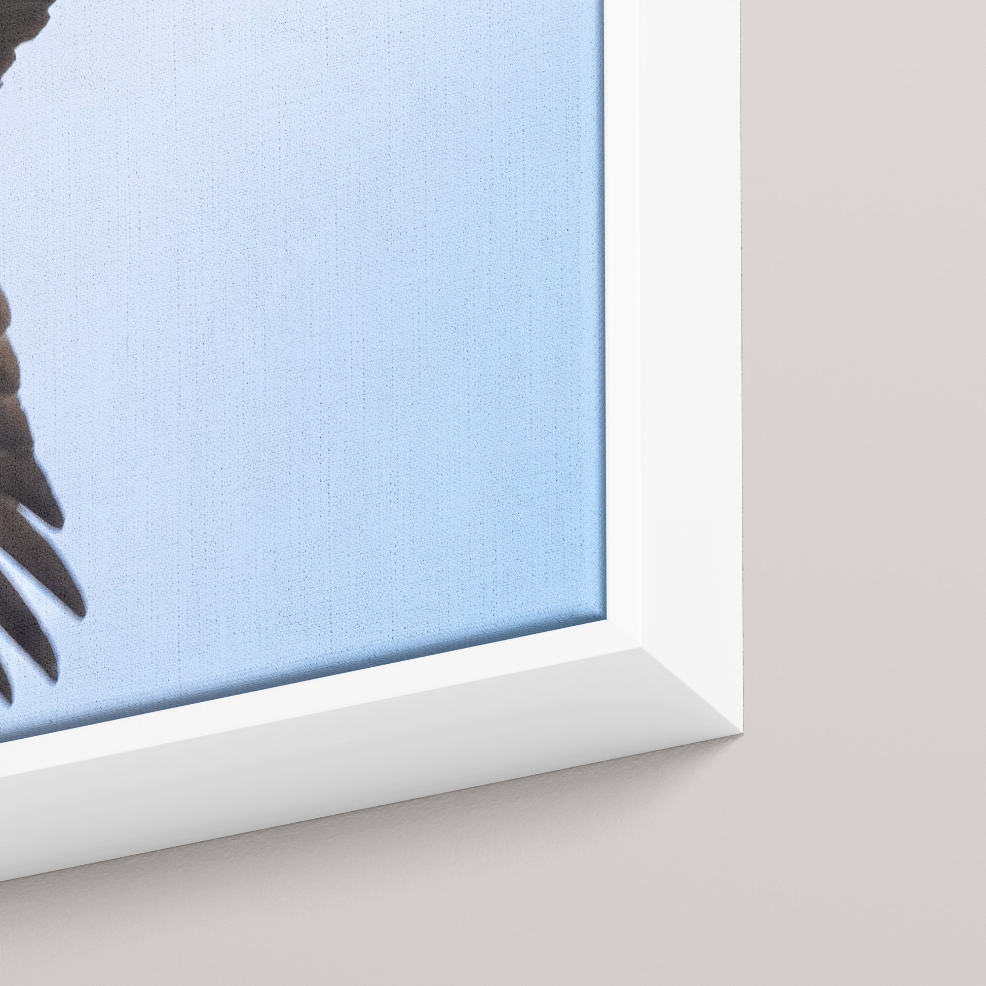 The Osprey's Stare — closeup3-white view