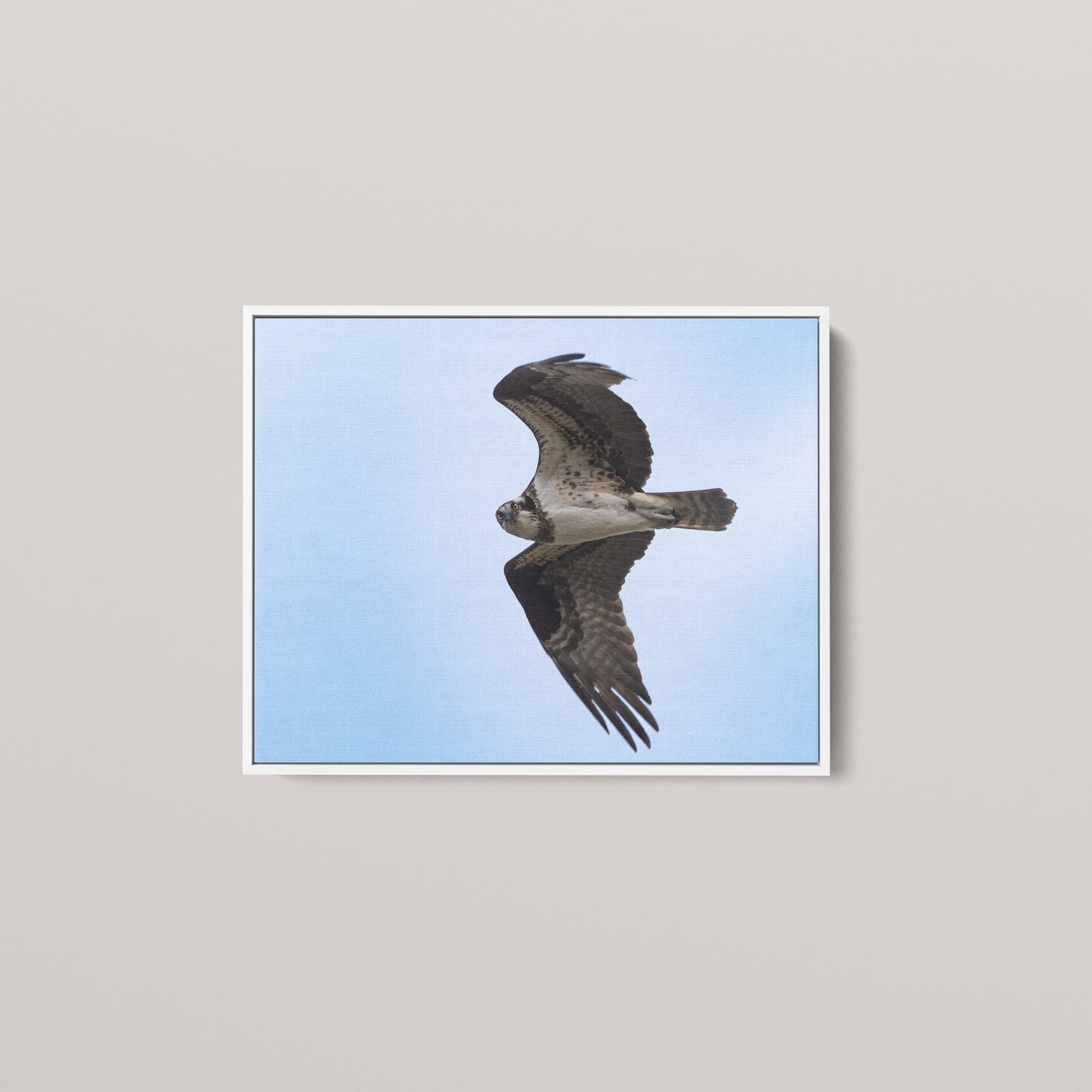 The Osprey's Stare — White framed canvas mockup