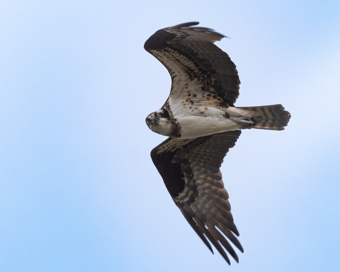 An osprey in flight with wings raised in a V, head turned toward the viewer in direct eye contact against a soft blue sky.