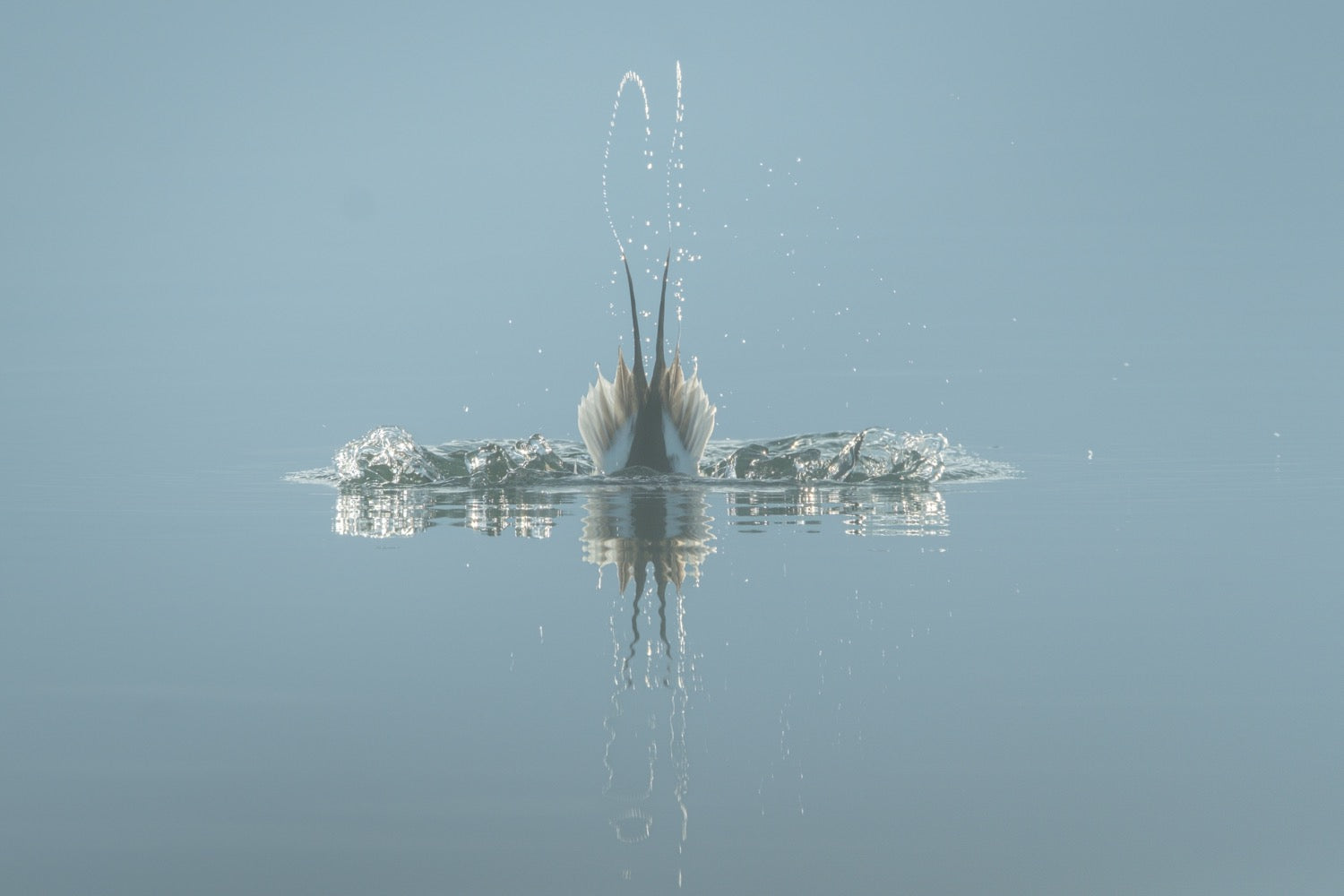 A diving duck disappearing into mirror-calm pale blue water, only its pointed tail and wingtips above the surface with a thin arc of water and a reflection below.