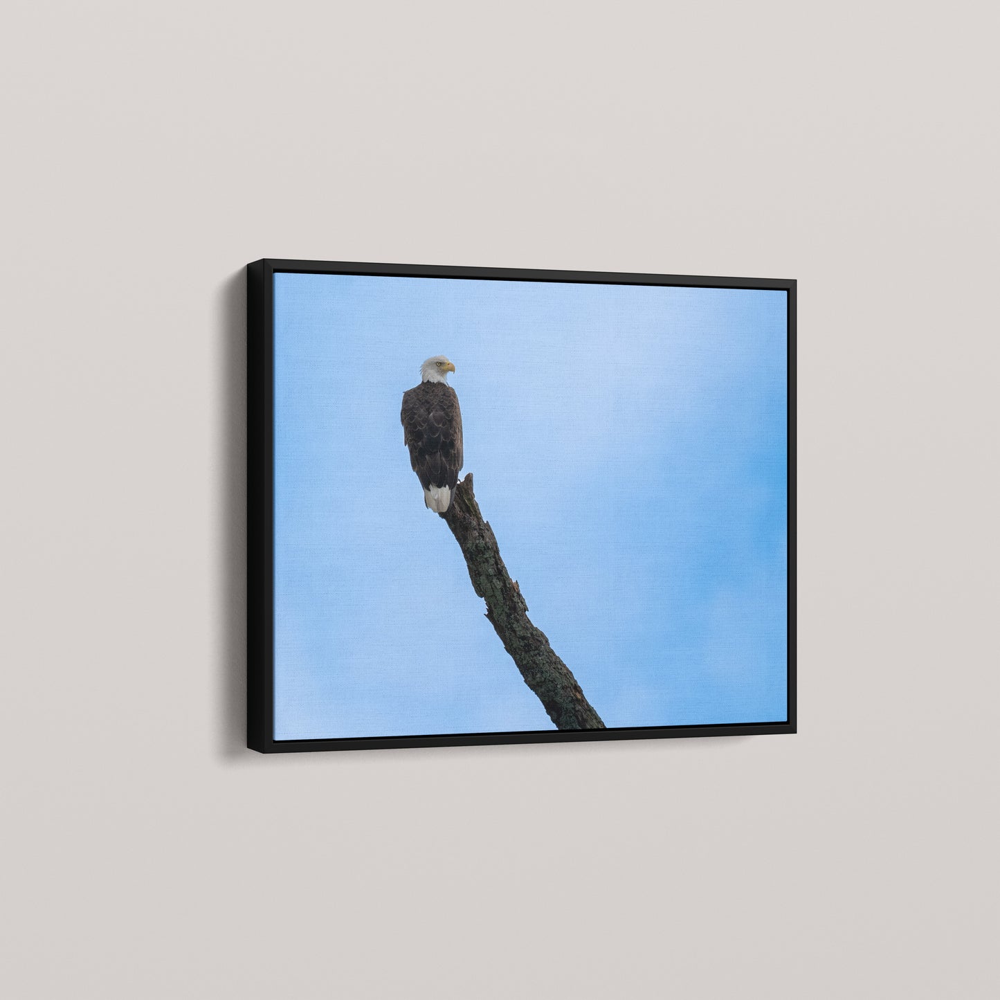 Eagle's Pride — angled-black view