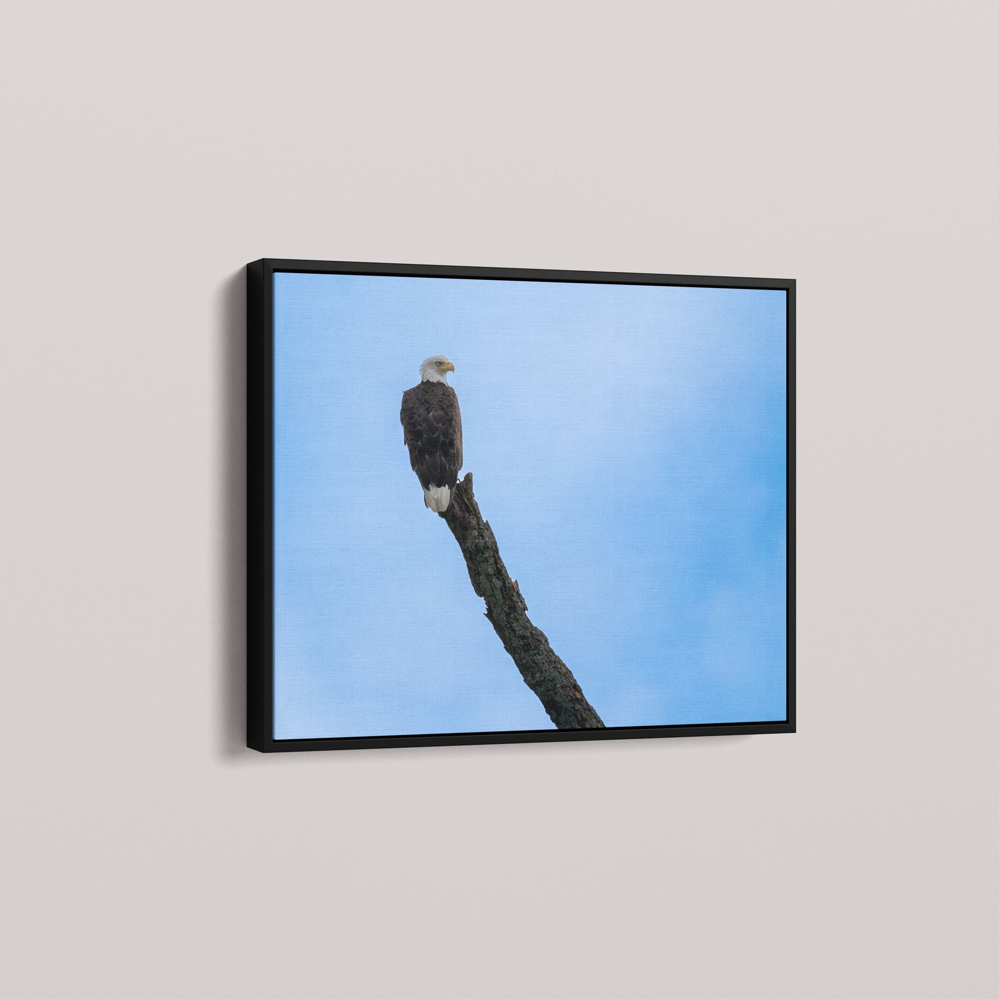 Eagle's Pride — angled-black view