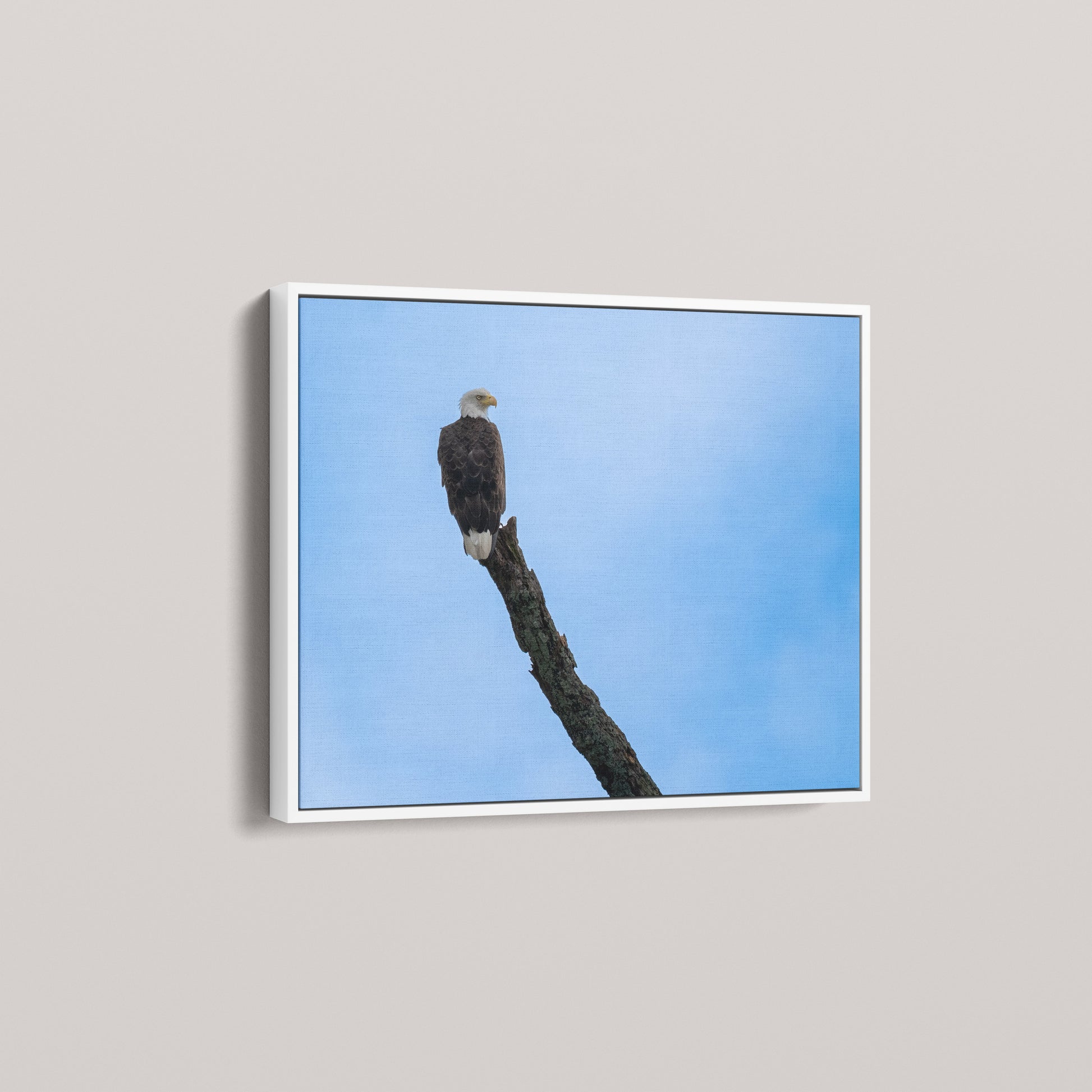 Eagle's Pride — angled-white view