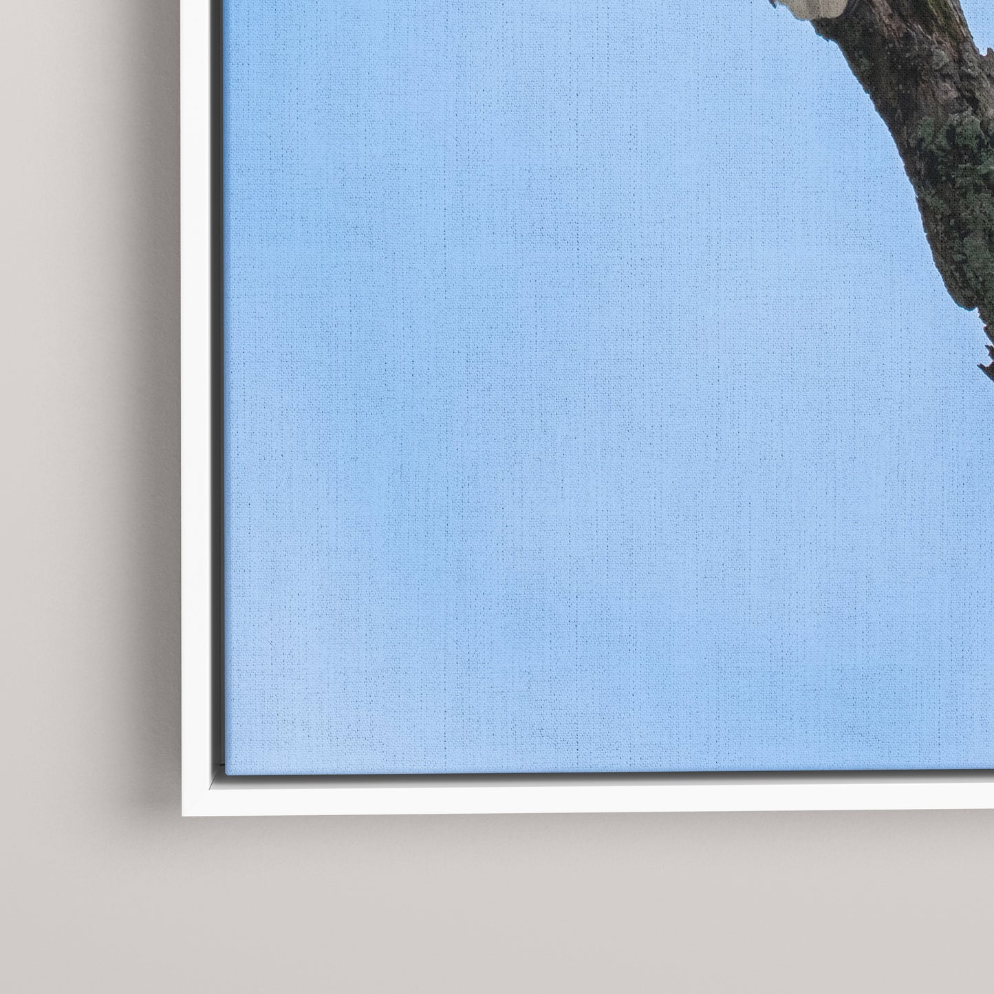 Eagle's Pride — closeup1-white view