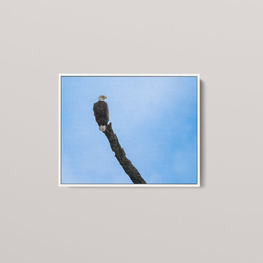 Eagle's Pride — White framed canvas mockup