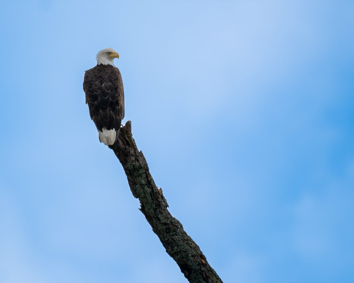 A bald eagle perched at the top of a bare lichen-covered branch, seen in profile against a soft blue sky.