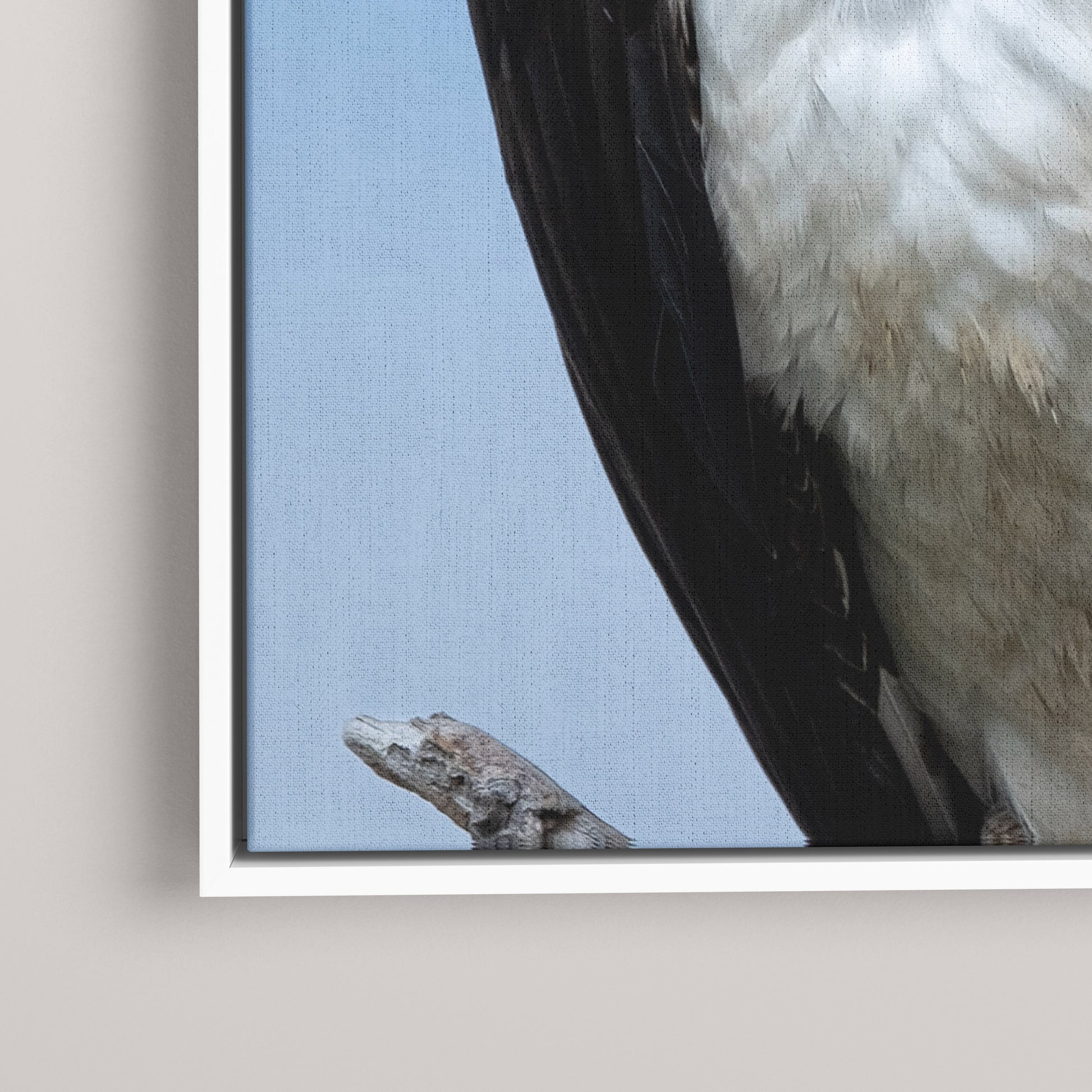 Eye Contact — closeup1-white view
