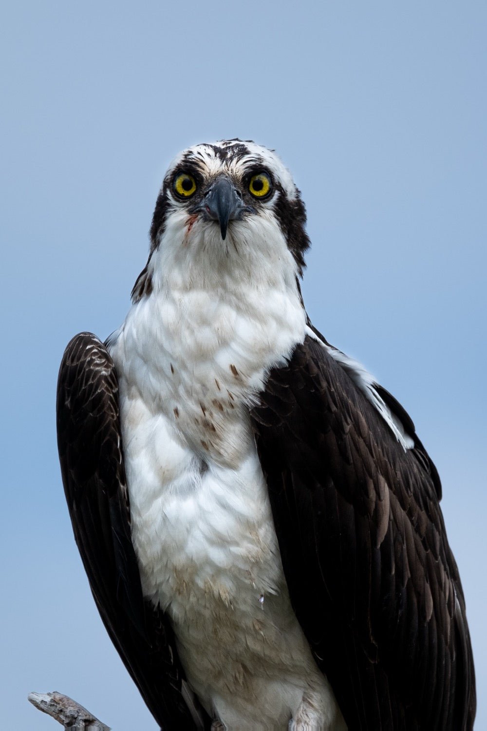 A close vertical portrait of an osprey facing the camera with direct eye contact, yellow eyes and dark eye mask, white speckled breast, against a soft blue background.