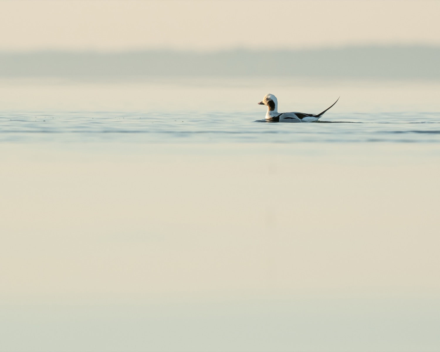 A long-tailed duck swimming on pale high-key water with its slender tail raised, surrounded by soft cream and gray tones.