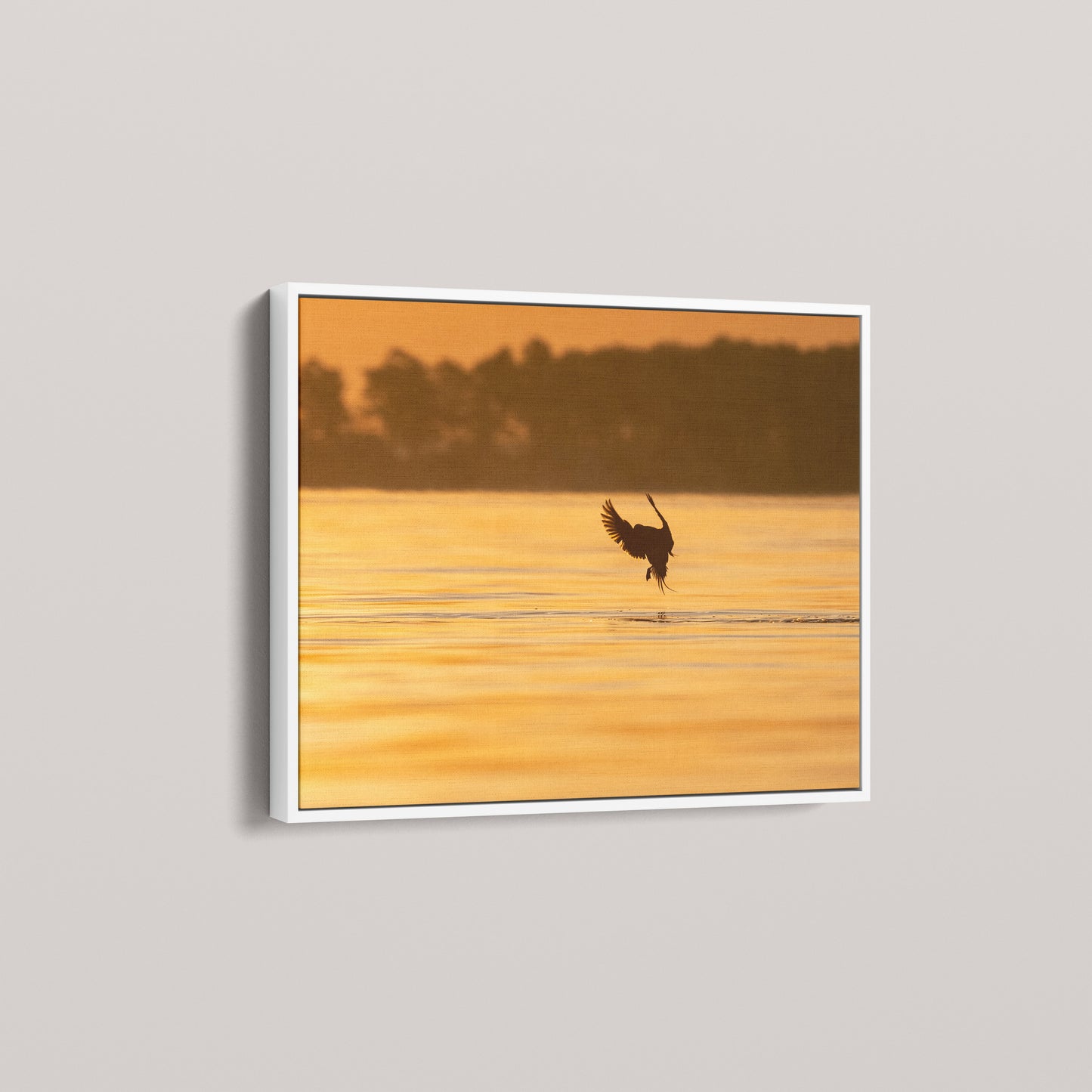 Longtail Sunrise — angled-white view