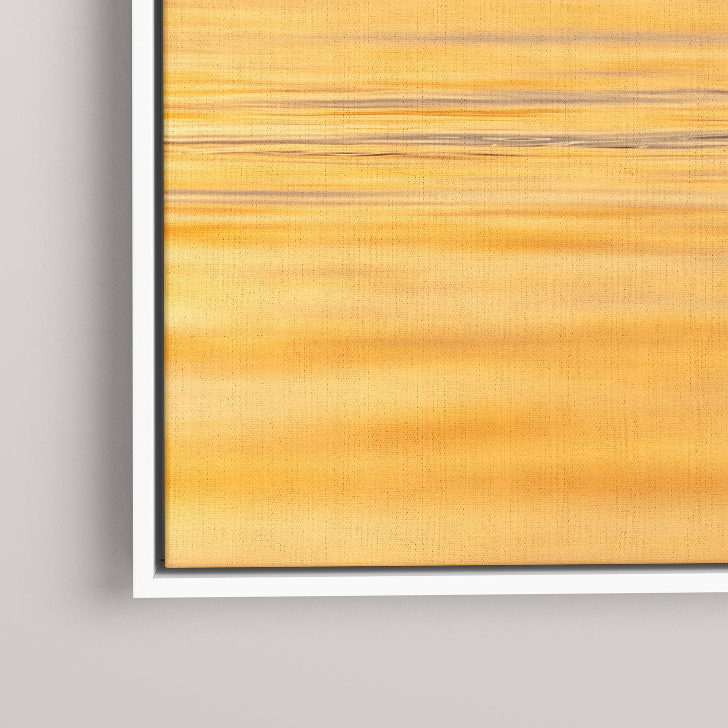 Longtail Sunrise — closeup1-white view