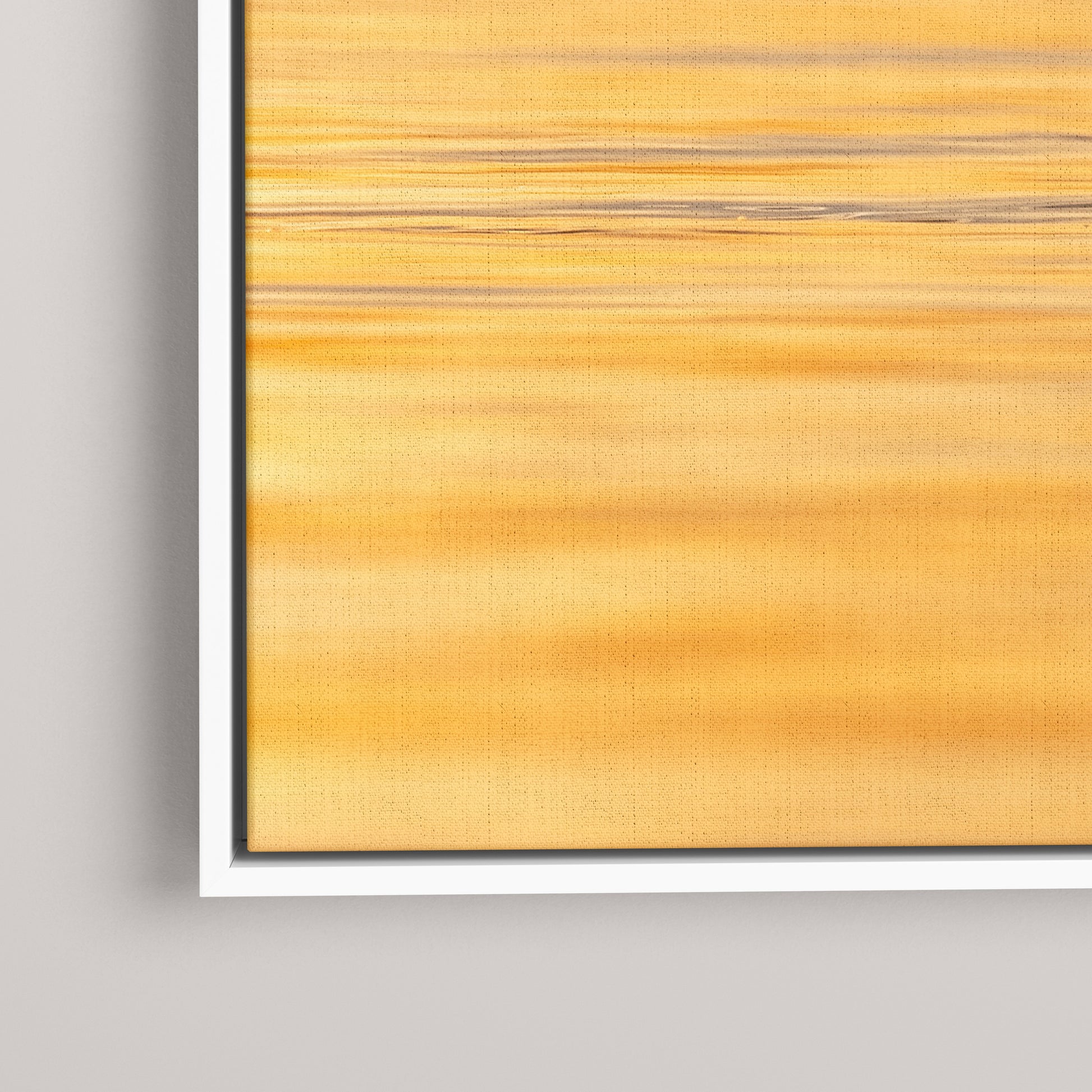 Longtail Sunrise — closeup1-white view