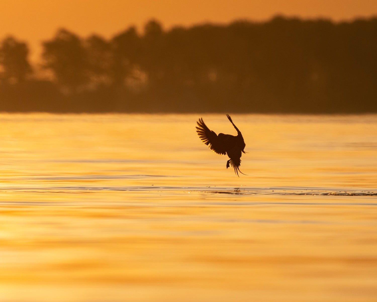A duck with wings thrown wide just above glowing orange sunrise water in silhouette, a misty tree line behind.