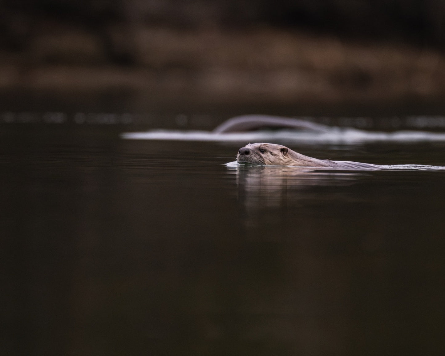 A river otter swimming low through dark still creek water, head and back above the surface with a curling wake behind it.