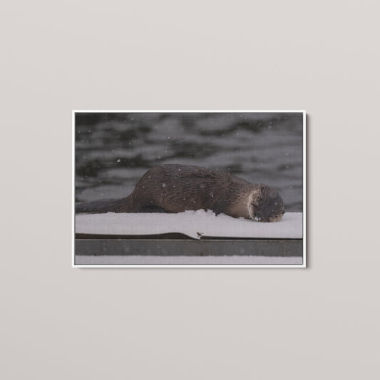 Otter Snow Nap — White framed canvas mockup