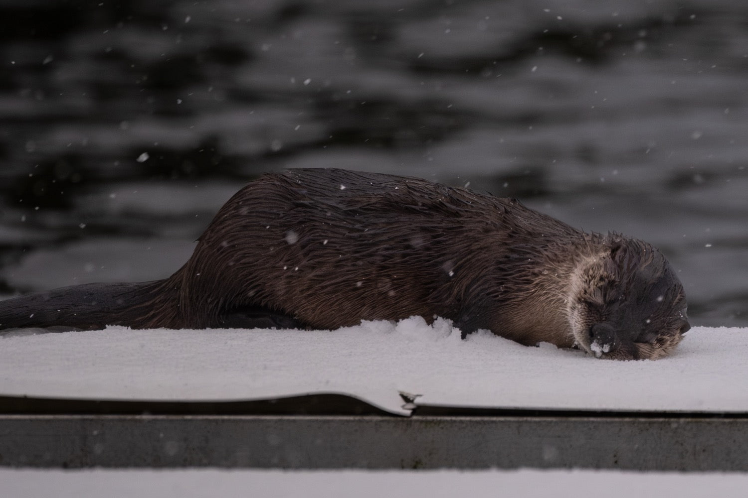 A river otter resting on a snow-covered dock with its chin down as snow falls, dark water behind.