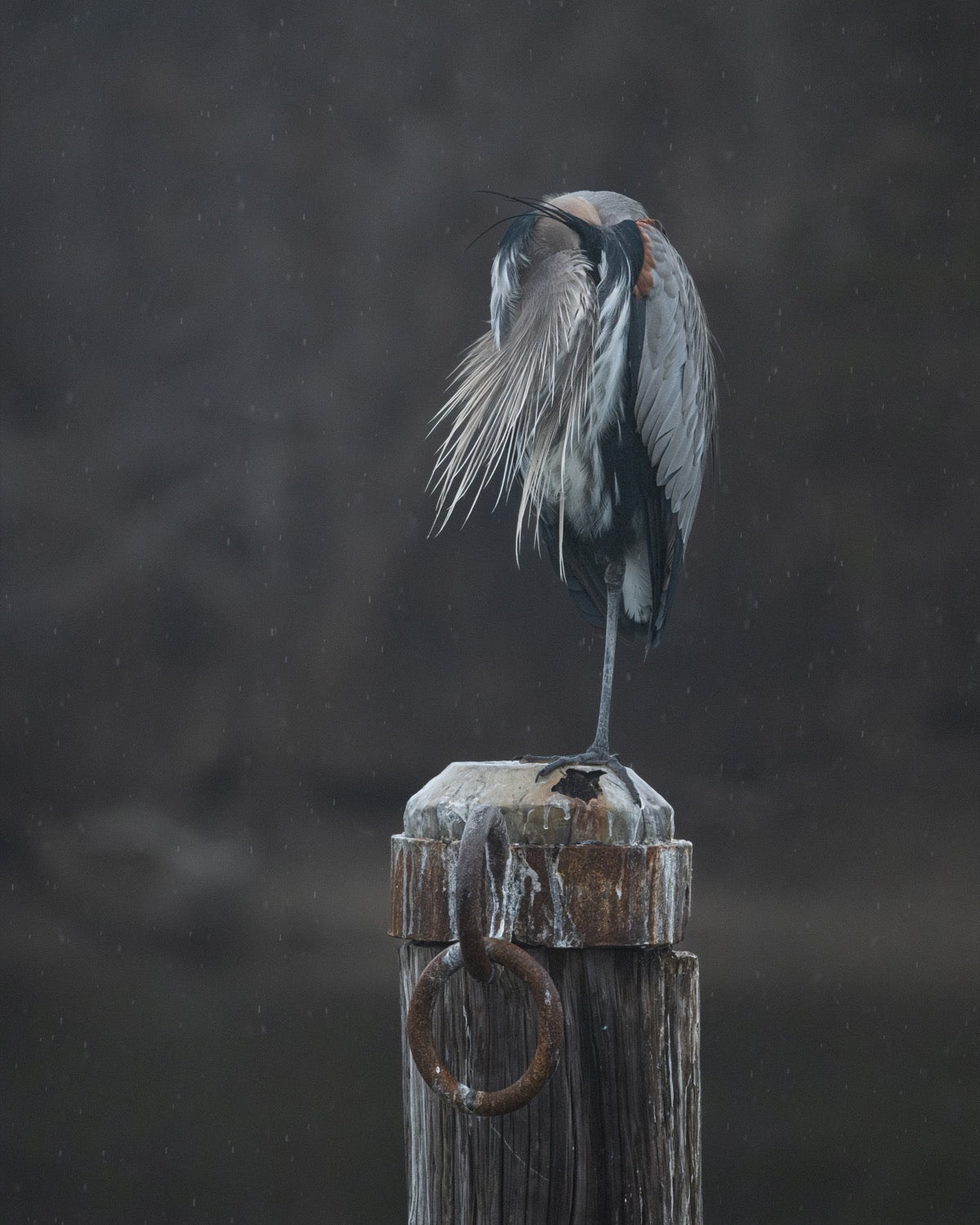 A great blue heron preening on a rusted mooring piling in the rain, its plume feathers wet, against a dark gray background.