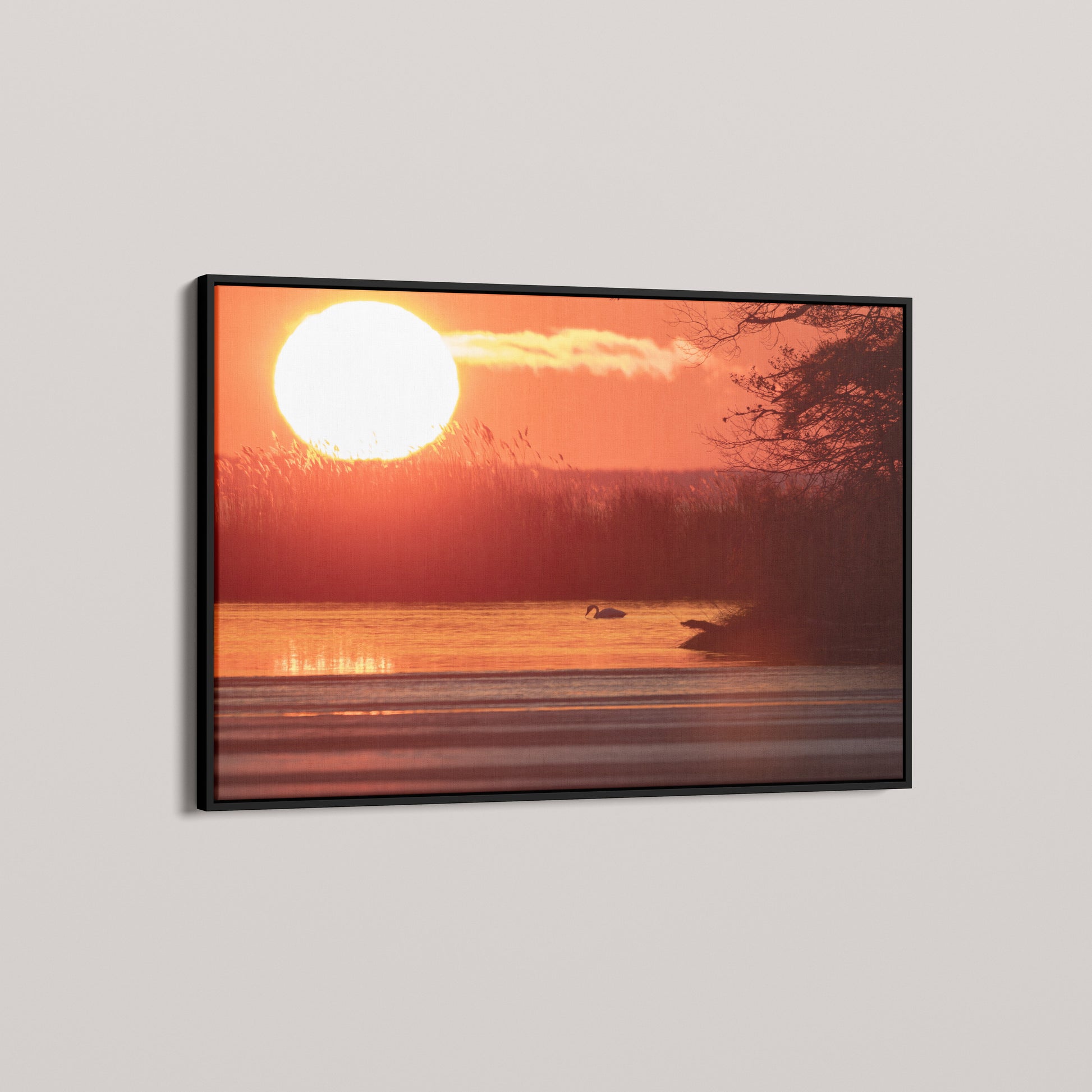 Swan Sunset — angled-black view