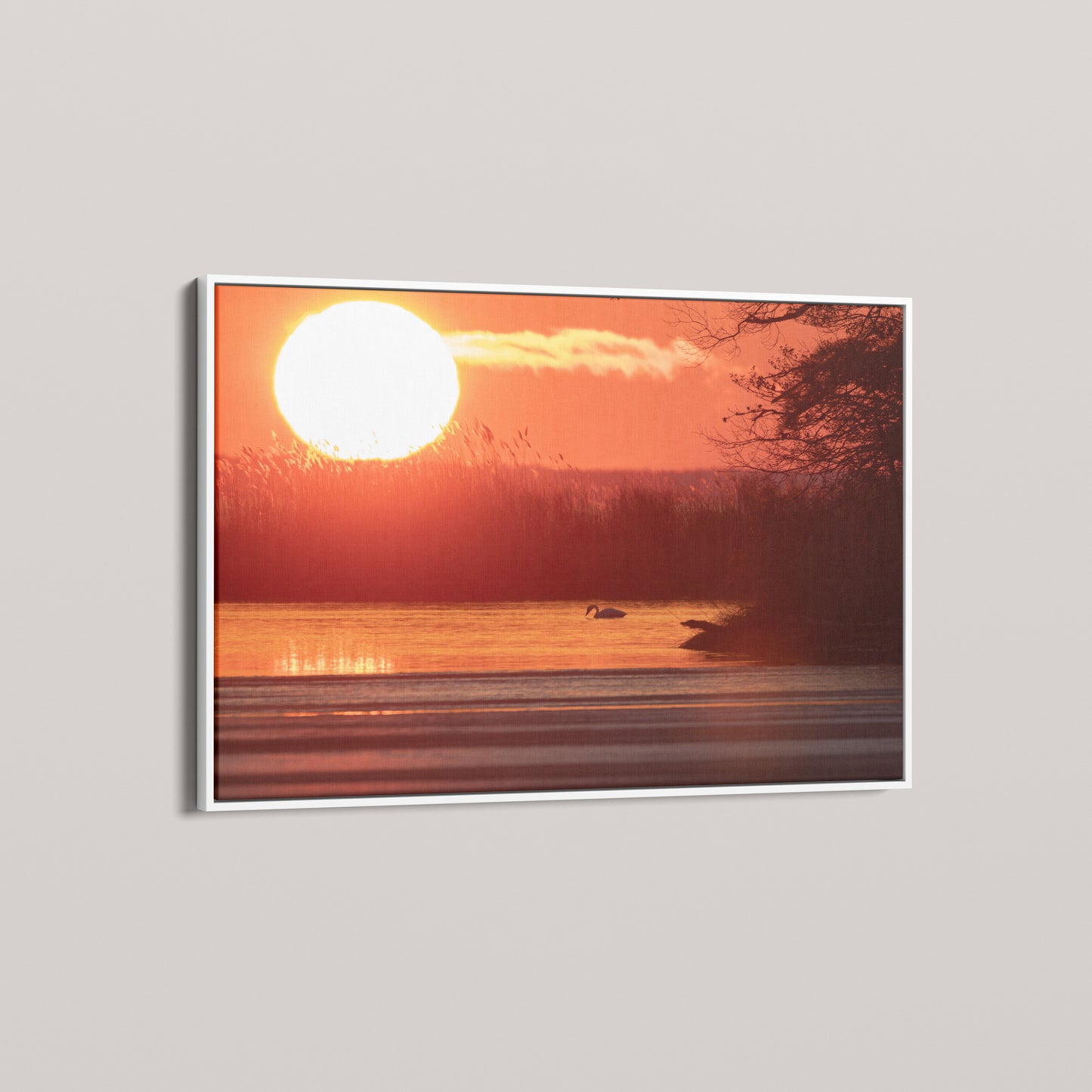 Swan Sunset — angled-white view