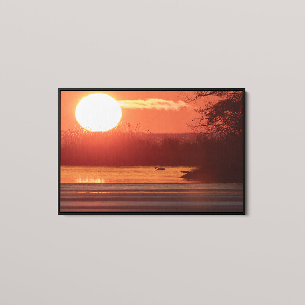 Swan Sunset — Black framed canvas mockup