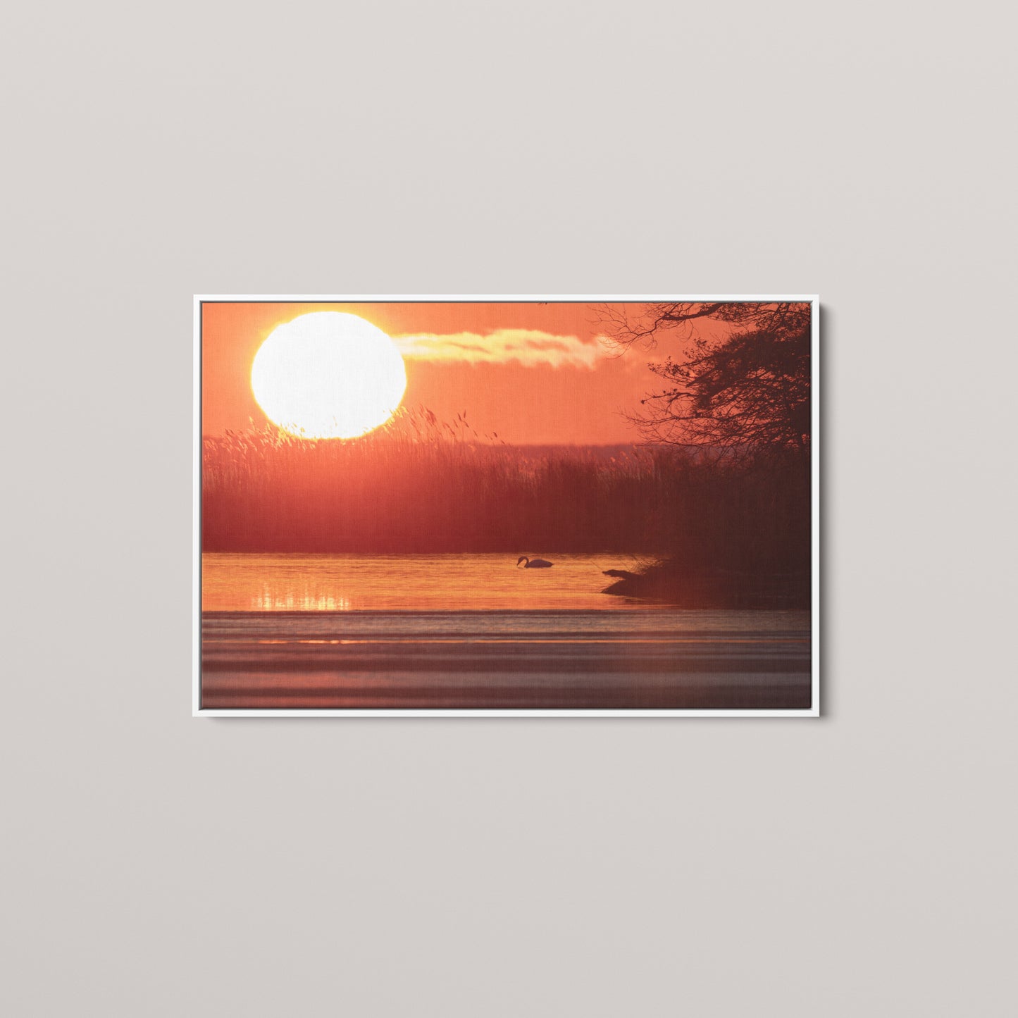 Swan Sunset — White framed canvas mockup