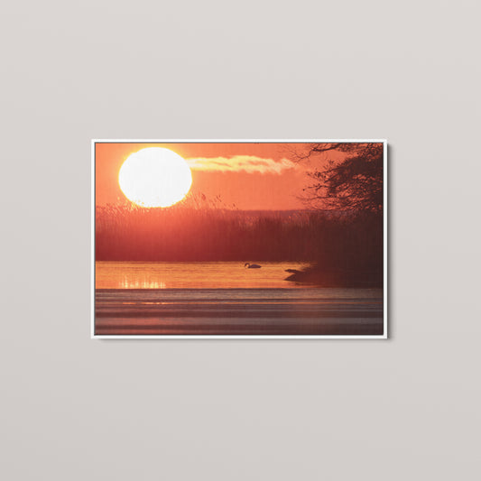 Swan Sunset — White framed canvas mockup
