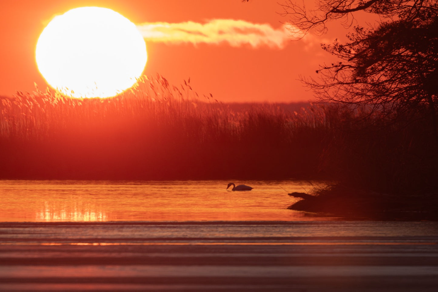 A swan gliding across glowing orange water at sunset with a large white sun above marsh reeds and a bare tree at the right edge.