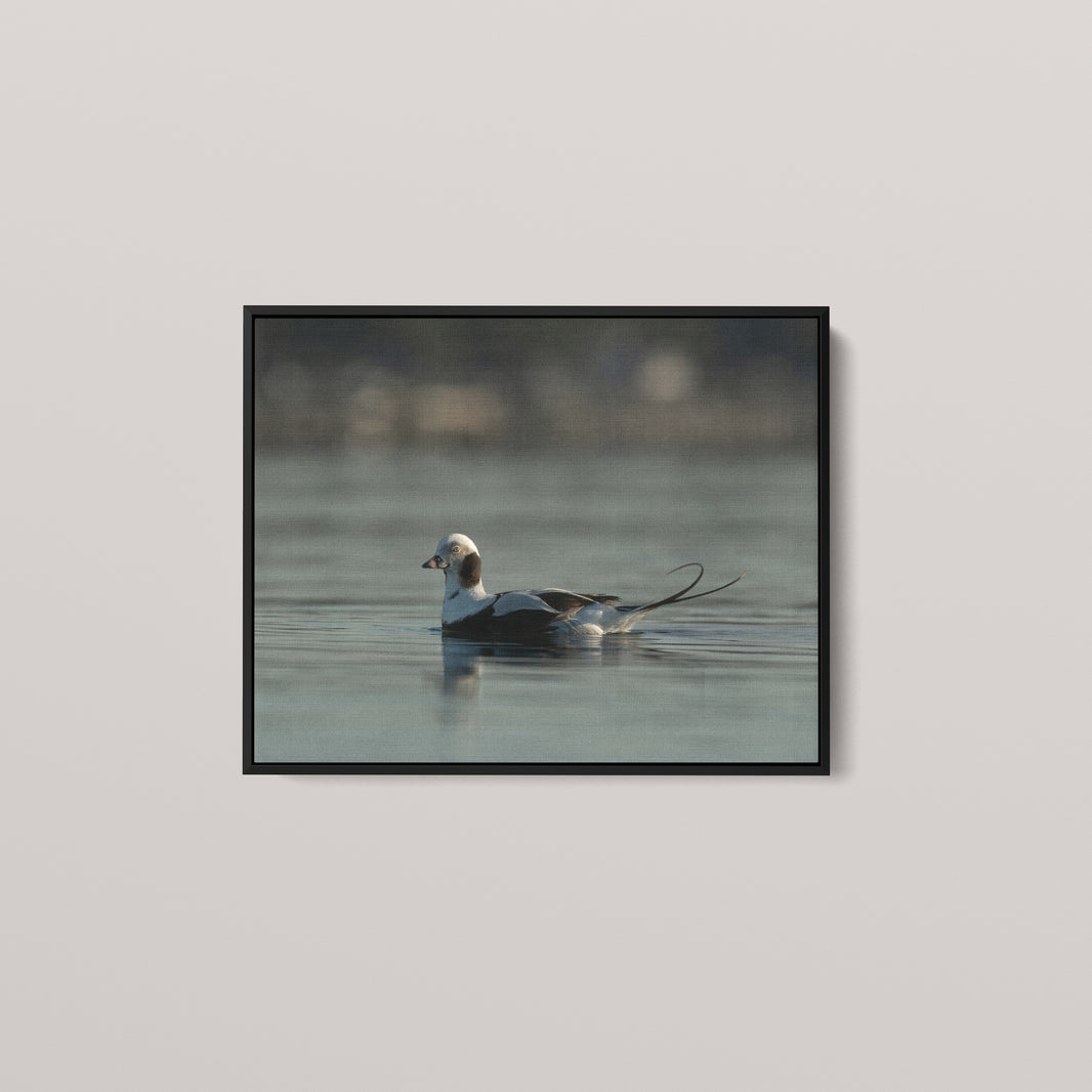 Tail Feather — Black framed canvas mockup