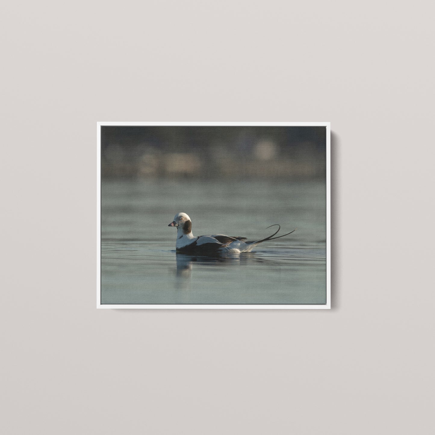 Tail Feather — White framed canvas mockup