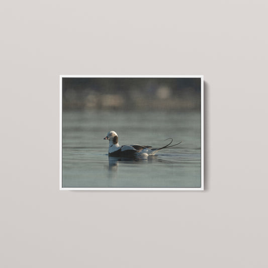 Tail Feather — White framed canvas mockup