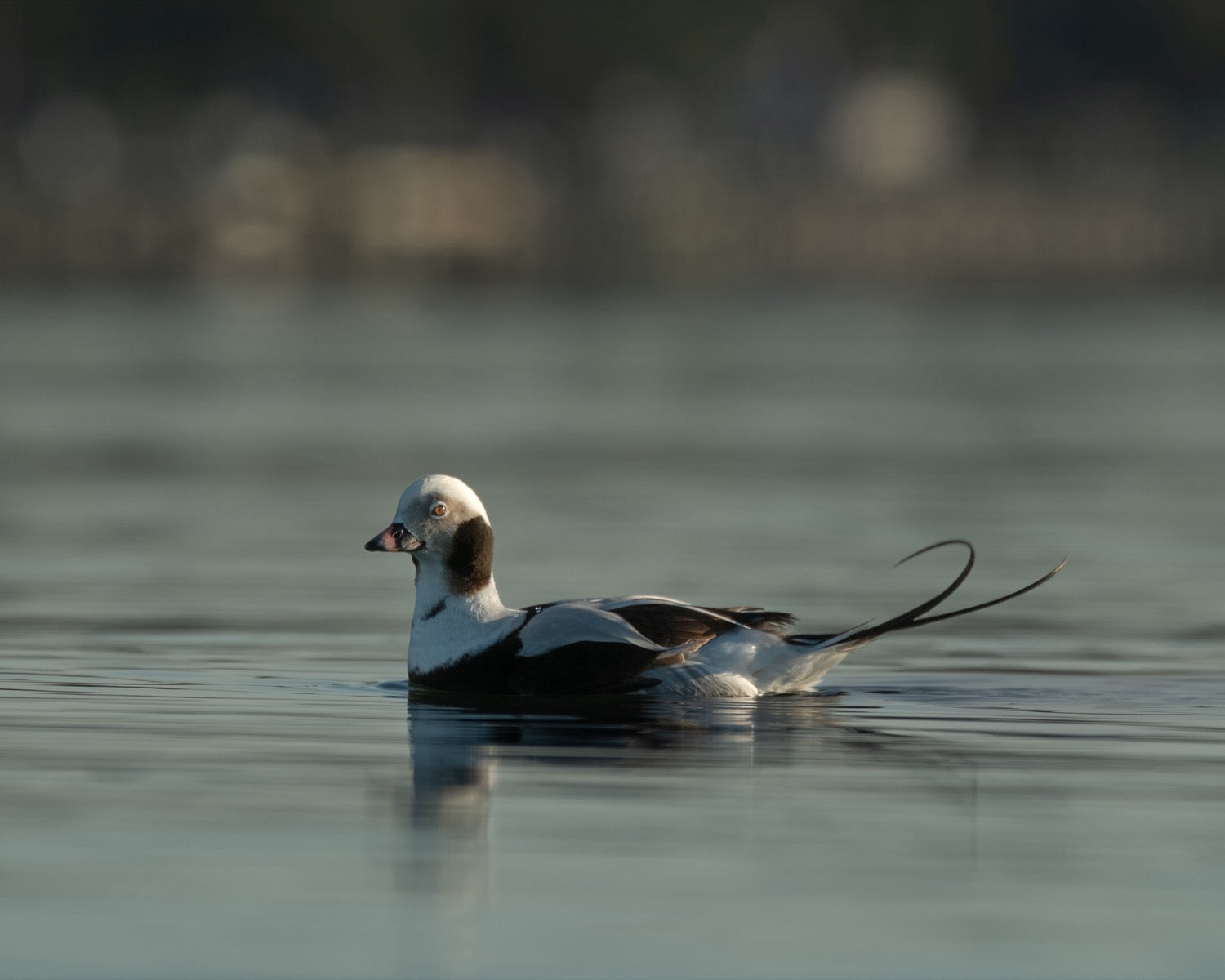 A drake long-tailed duck swimming on calm blue-green water in profile with its long central tail feather curling upward.