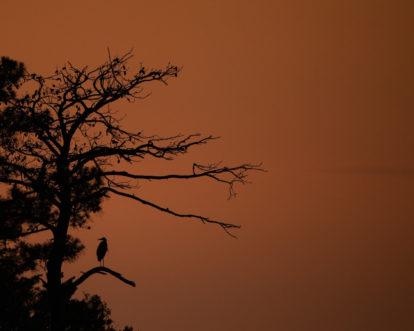 A great blue heron perched in silhouette on the bare limb of a tall pine against a smoky orange sunset sky.