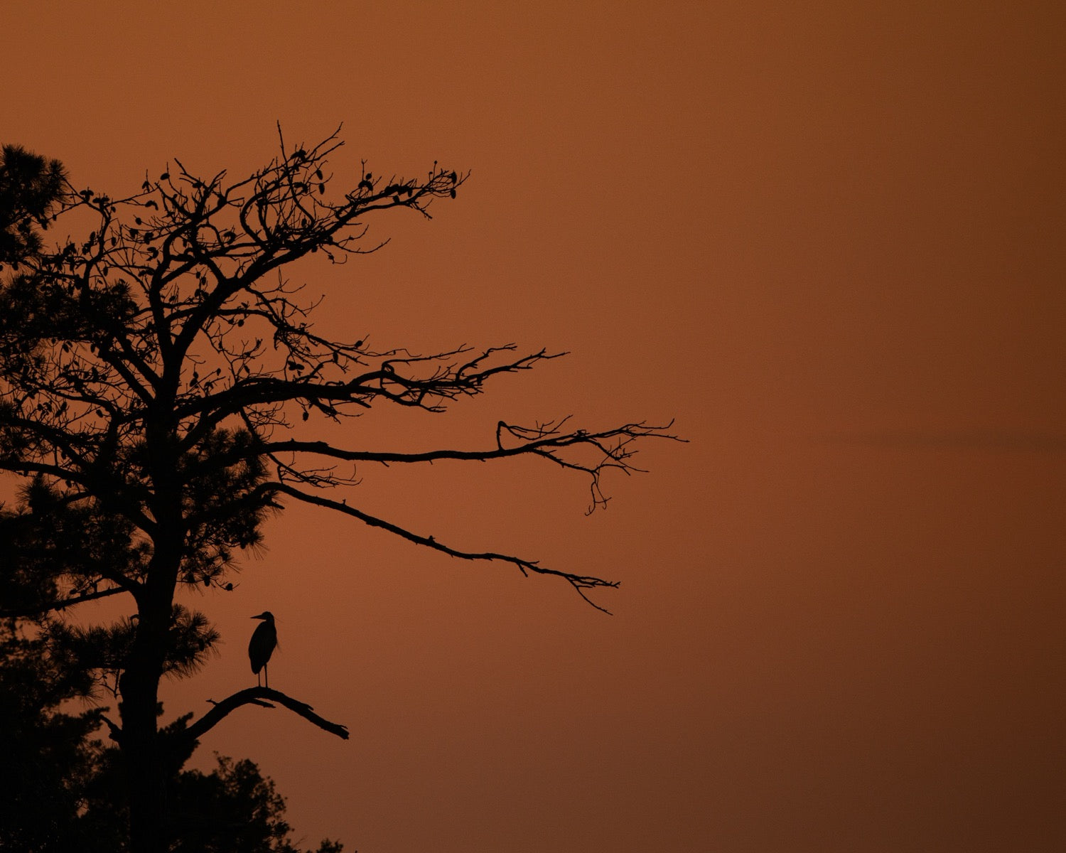 A great blue heron perched in silhouette on the bare limb of a tall pine against a smoky orange sunset sky.