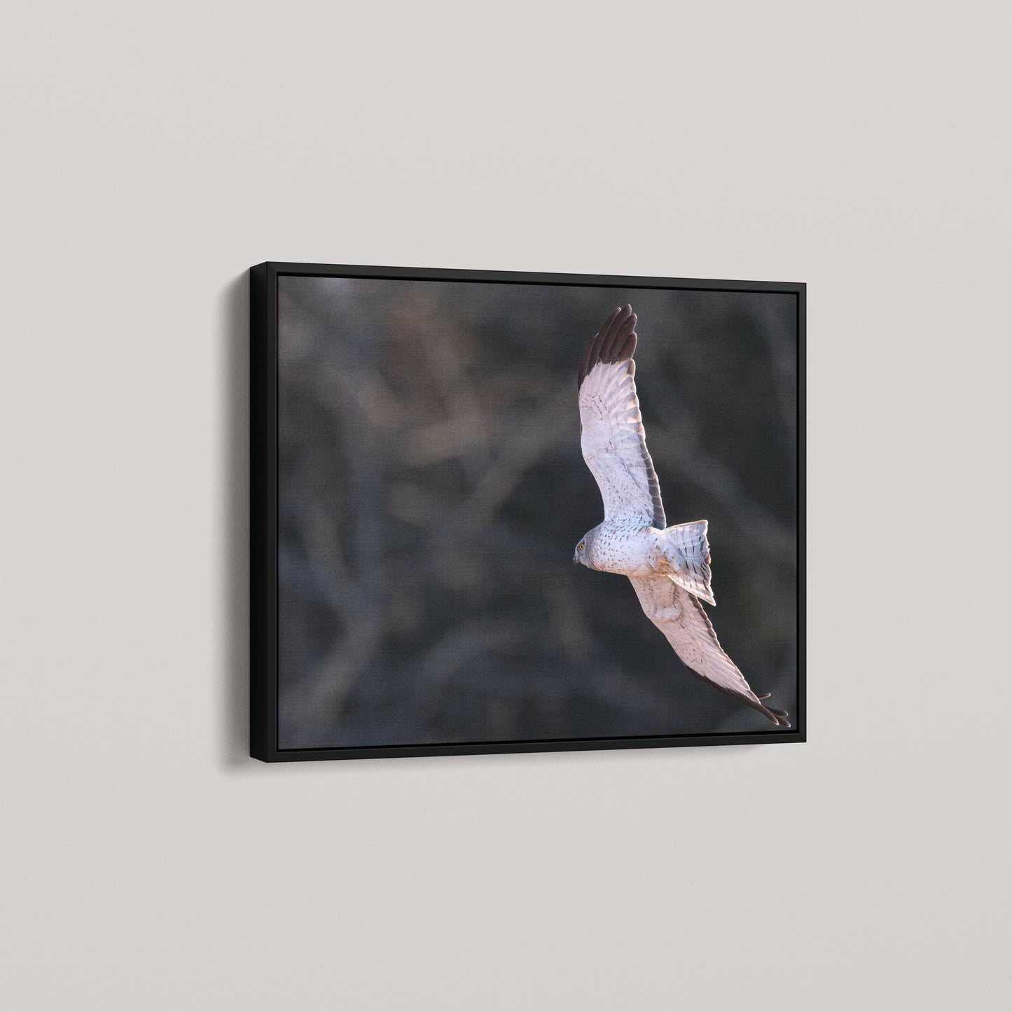 Marsh Ghost — angled-black view