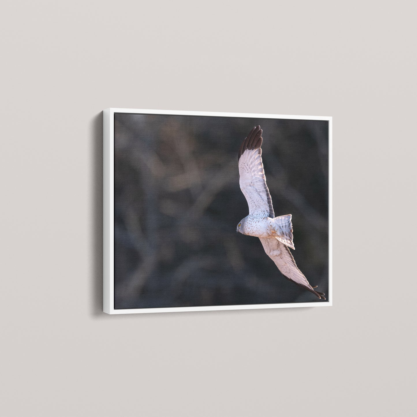 Marsh Ghost — angled-white view