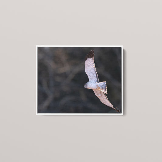Marsh Ghost — White framed canvas mockup