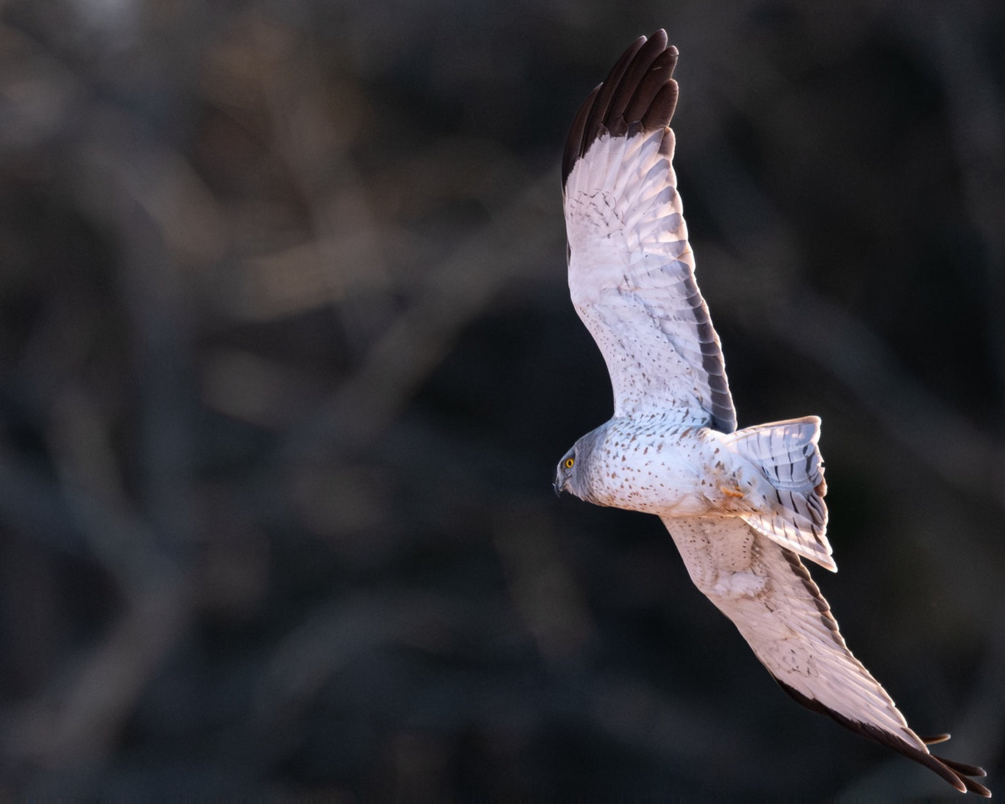 A pale male northern harrier banking in flight with wings spread, its light underside and black wingtips lit against a dark background.