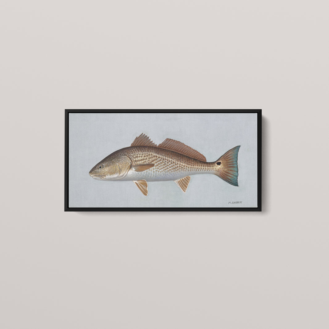 Red Drum framed canvas mockup
