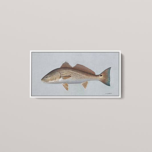 Red Drum framed canvas mockup