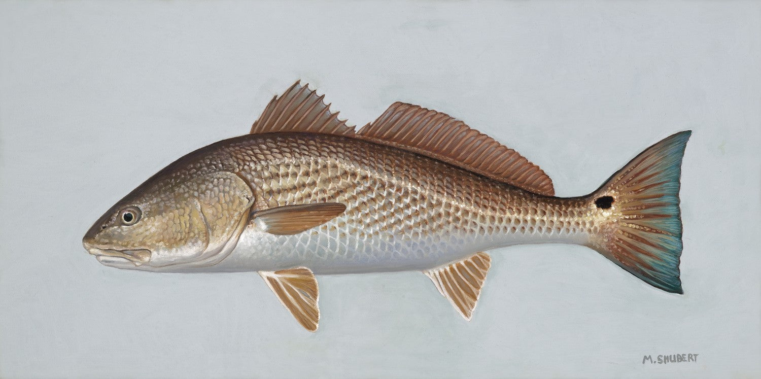 Original artwork - Red Drum by Marty Shubert