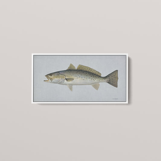 Speckled Sea Trout framed canvas mockup