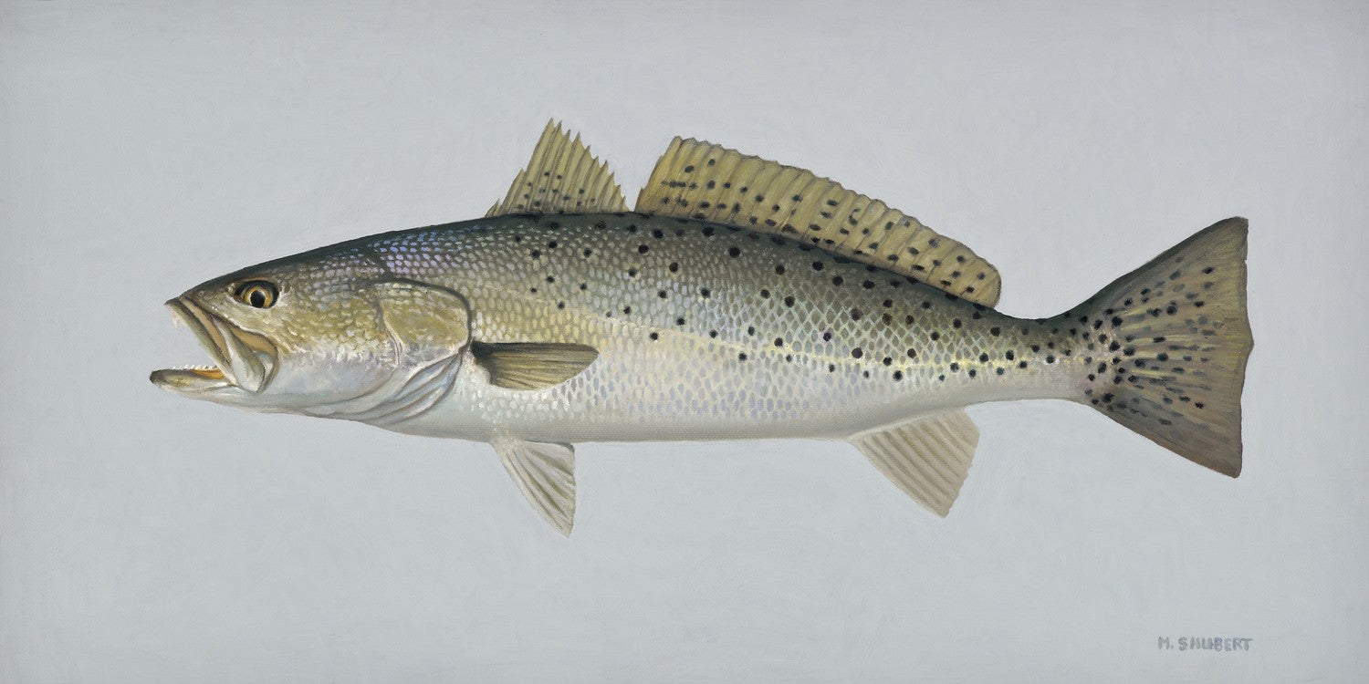 Original artwork - Speckled Sea Trout by Marty Shubert