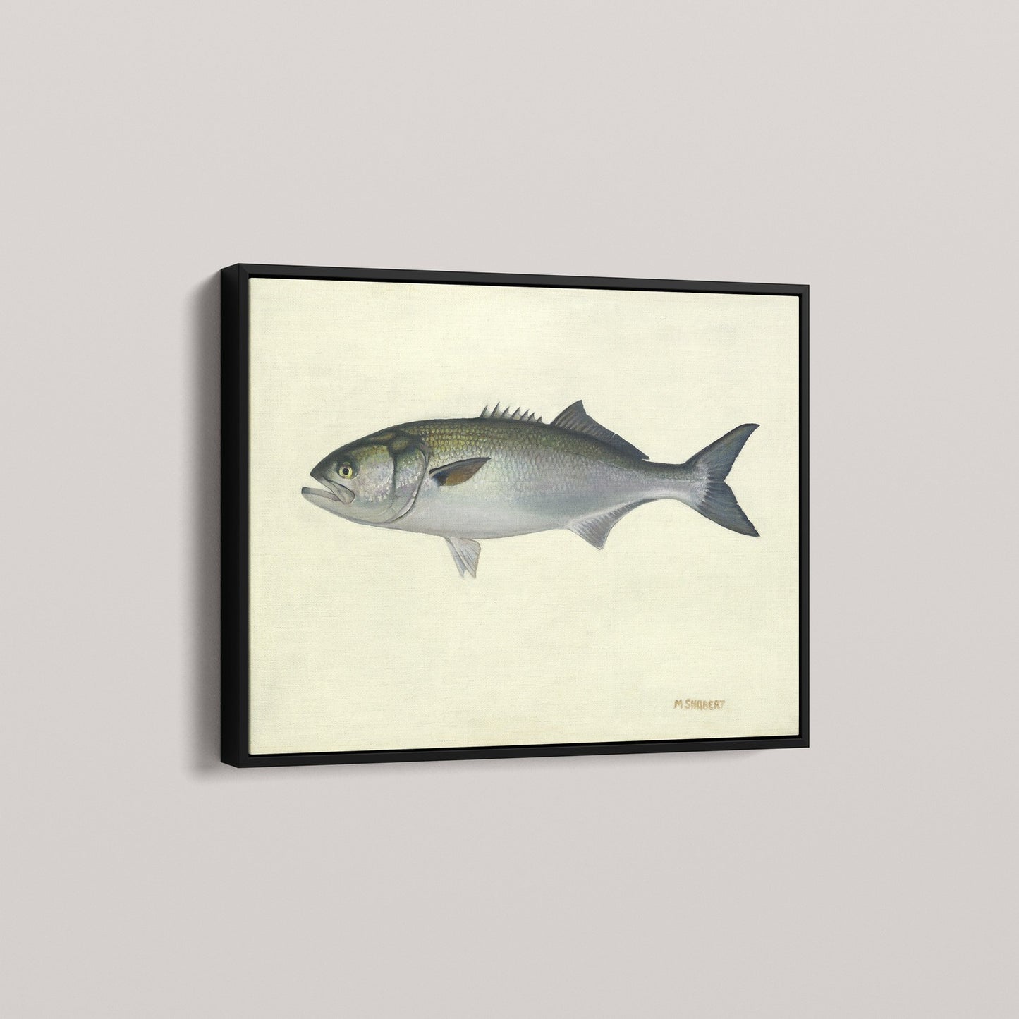 Atlantic Bluefish (1 of 100 Limited Edition)