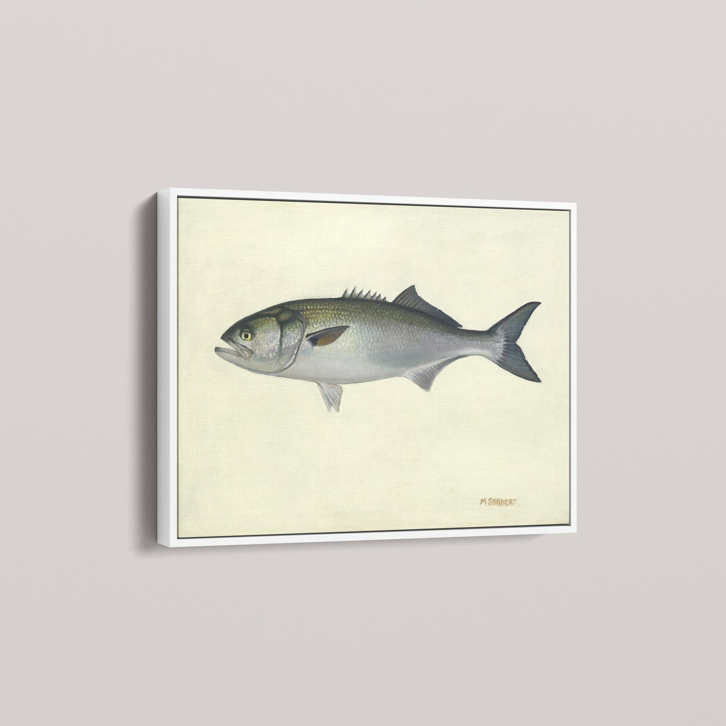 Atlantic Bluefish (1 of 100 Limited Edition)