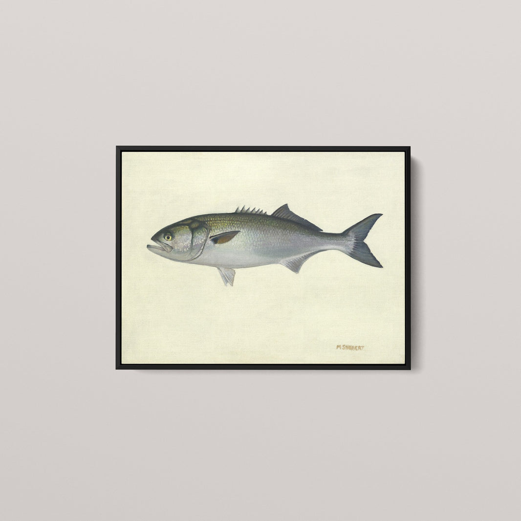 Atlantic Bluefish (1 of 100 Limited Edition)