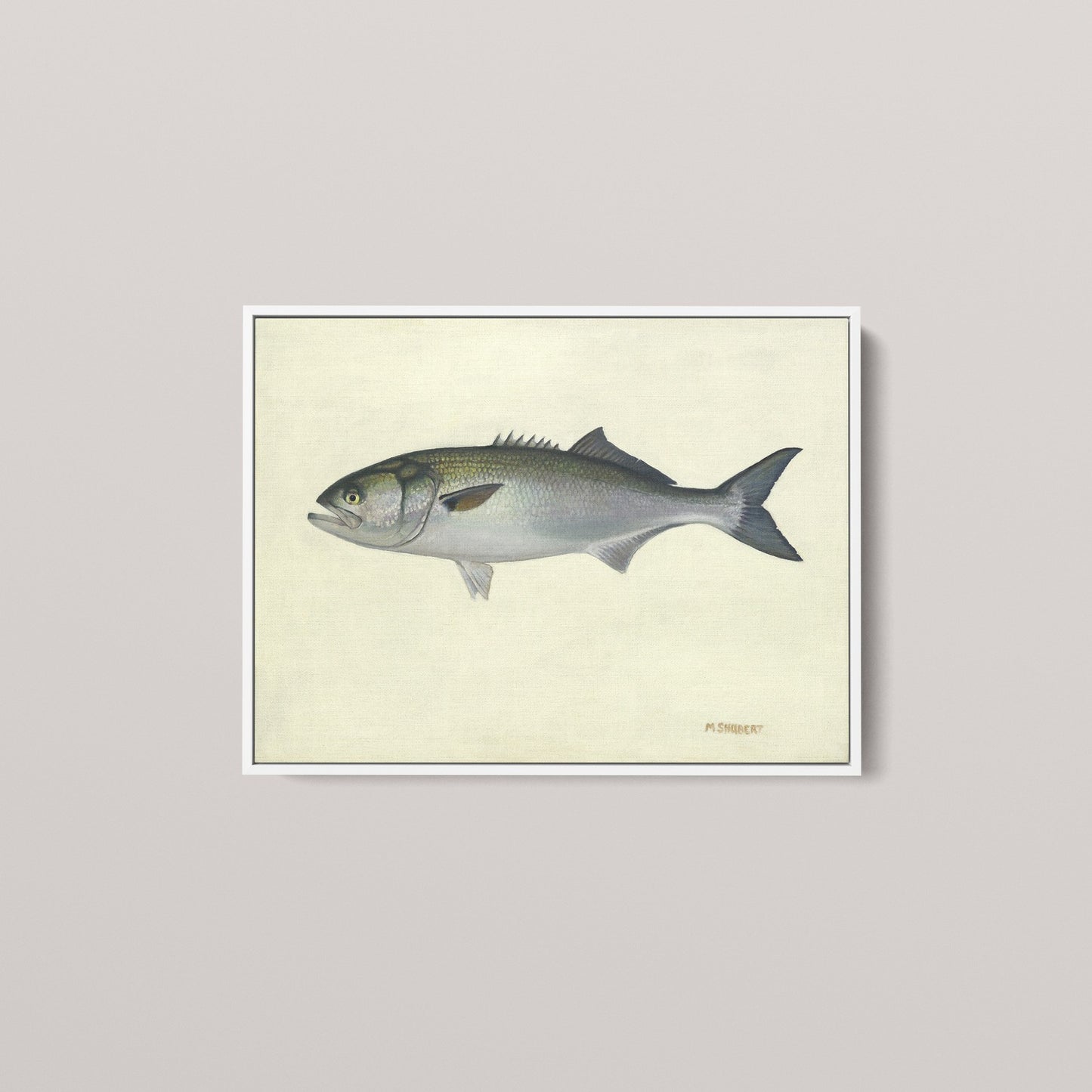 Atlantic Bluefish (1 of 100 Limited Edition)