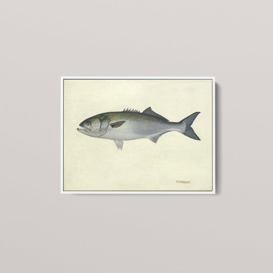Atlantic Bluefish (1 of 100 Limited Edition)