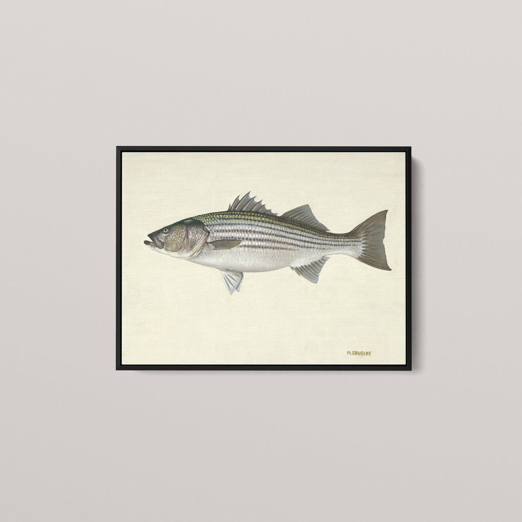 Striped Bass (1 of 100 Limited Edition)