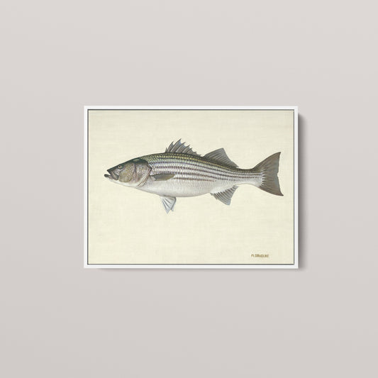 Striped Bass (1 of 100 Limited Edition)