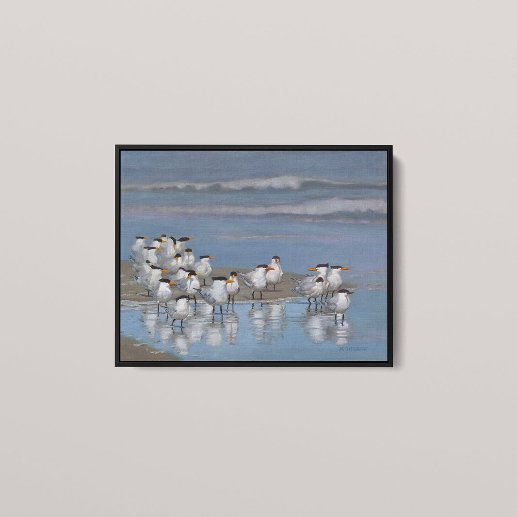 Royal Terns (1 of 50 Limited edition)